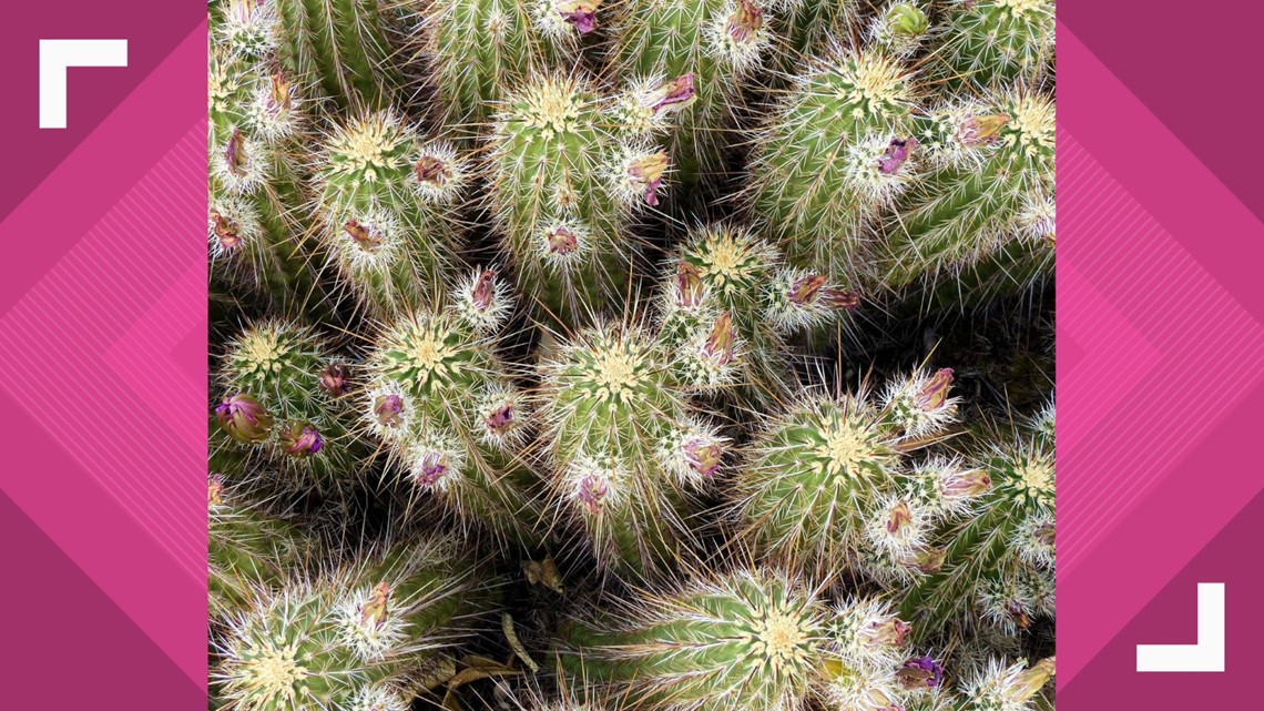 PHOTOS: Cactus flowers in bloom around Arizona | 12news.com