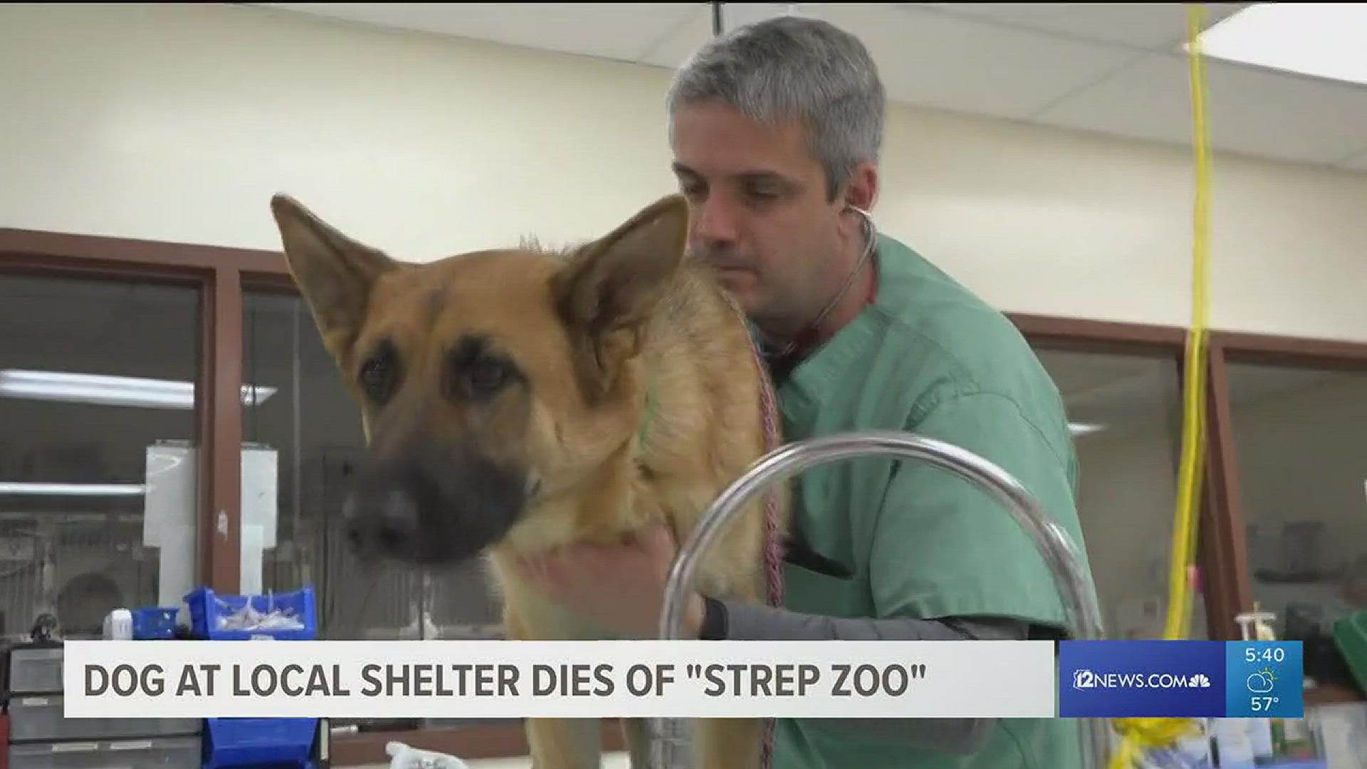 Multiple dogs are showing symptoms of an upper respiratory infection at Maricopa County Animal Care and Control's East Valley shelter.