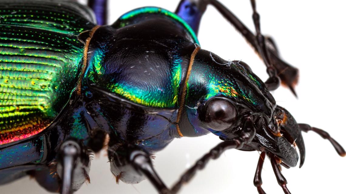 Arizona's Fiery Searcher beetle looks better than it smells