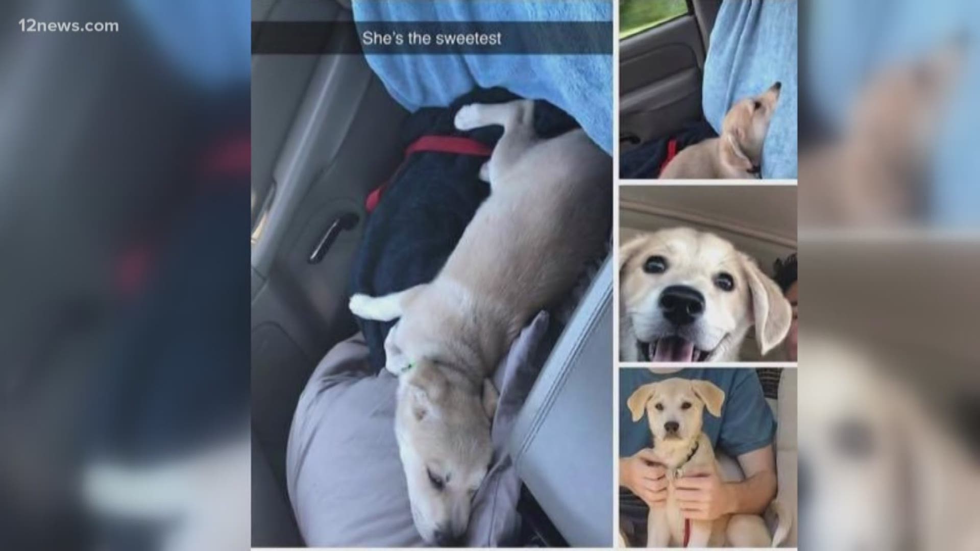 Bella the dog was lost after a crash near Flagstaff, but has now been found and is recovering at a local vet.