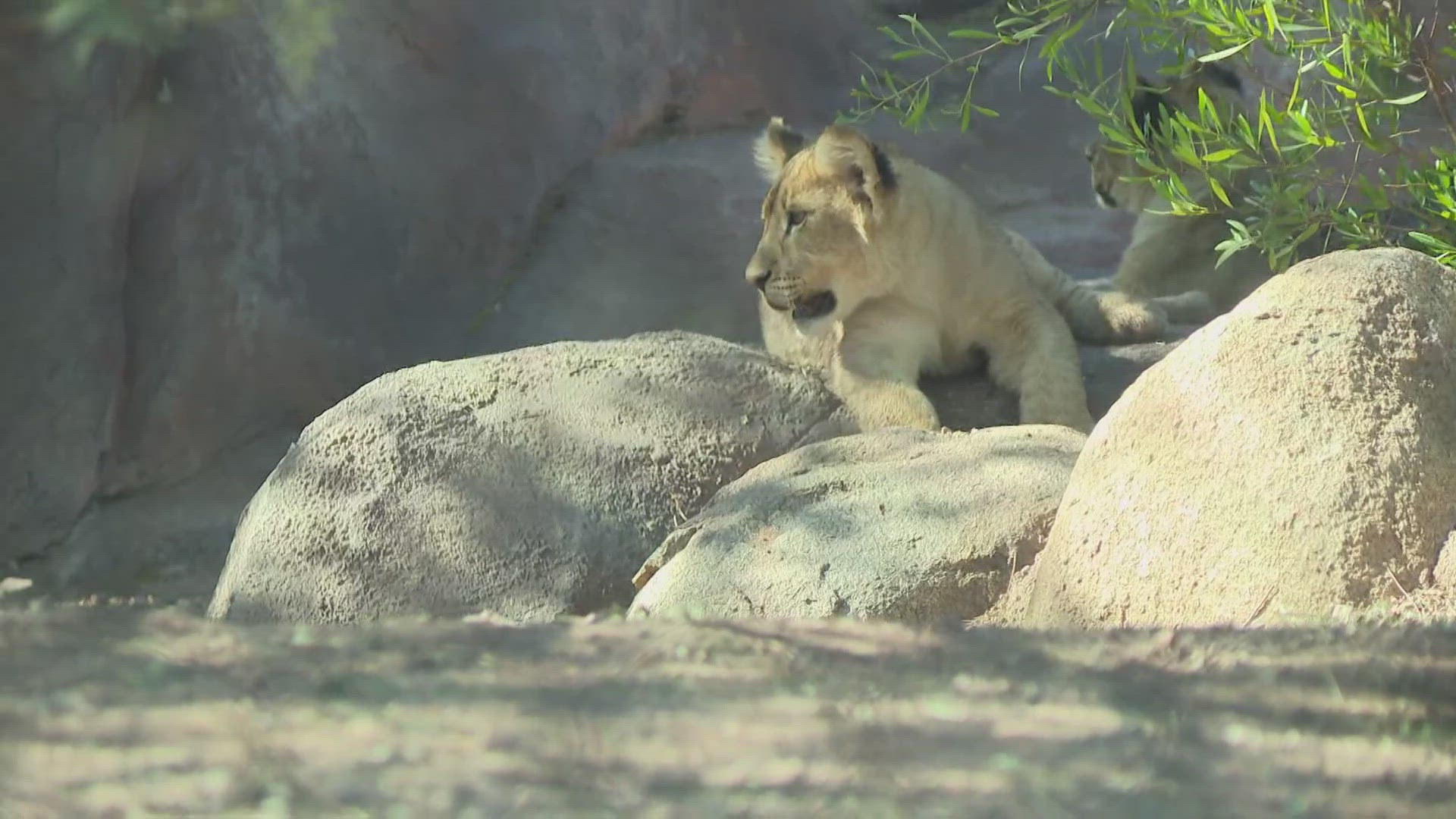 The public got to meet the newest members of the Phoenix Zoo on Tuesday.