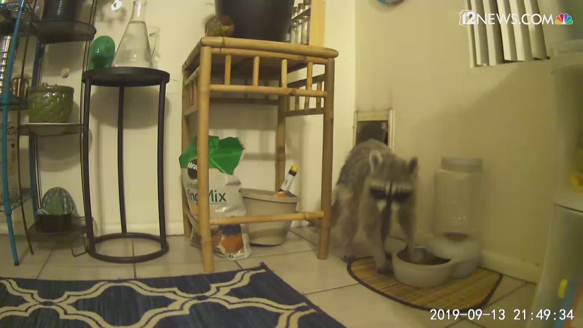 It came in through a cat door to eat cat food. It has been a boom year for raccoons, according to Arizona Game & Fish.