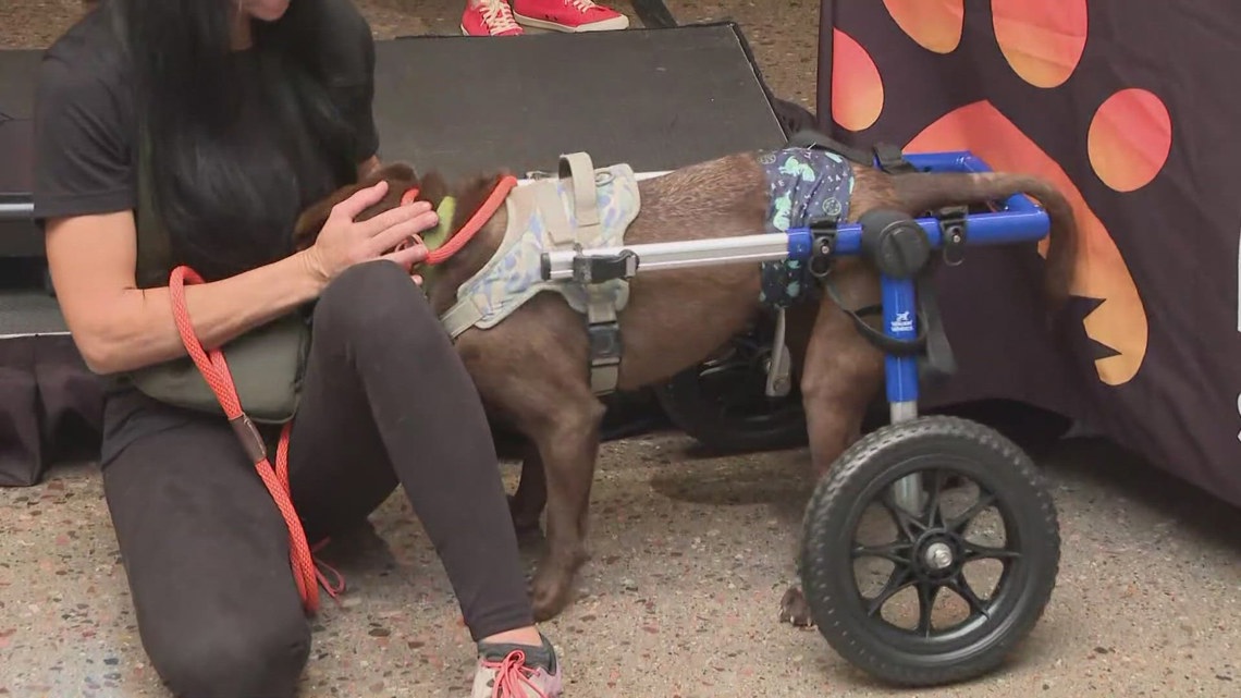 New animal cruelty bill signed into law