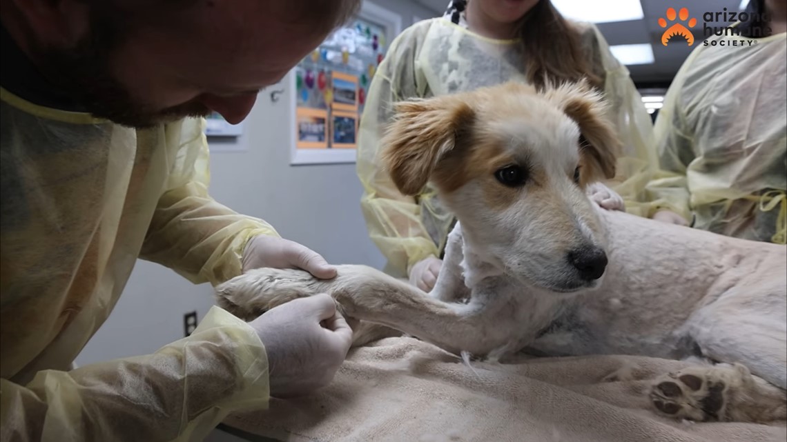 Arizona Humane Society menyelamatkan anak anjing dari kaktus