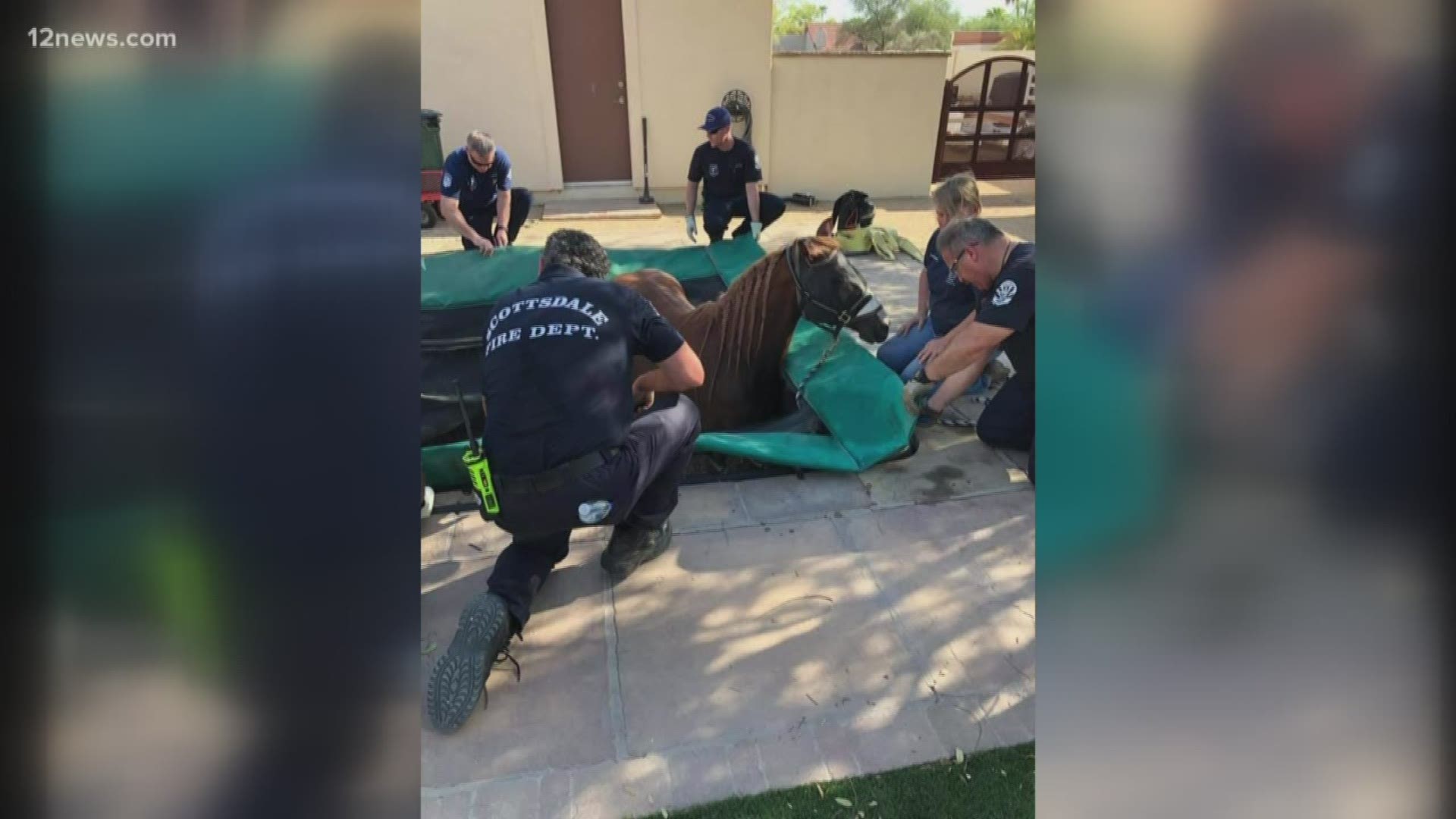 A horse found itself in quite the predicament after falling into an in-ground trampoline pit. Unable to escape, the horse was stuck. Thankfully, the Scottsdale Fire Department was there to help.