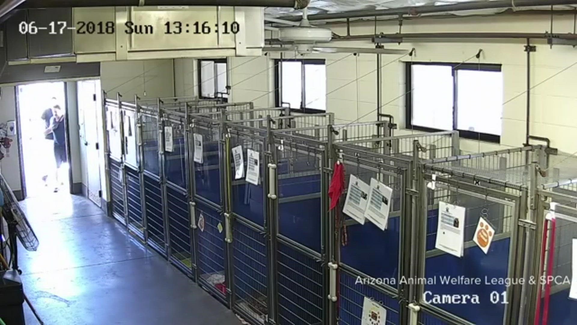 Arizona Animal Welfare League says surveillance footage caught two men stealing a puppy from their facility Sunday afternoon.