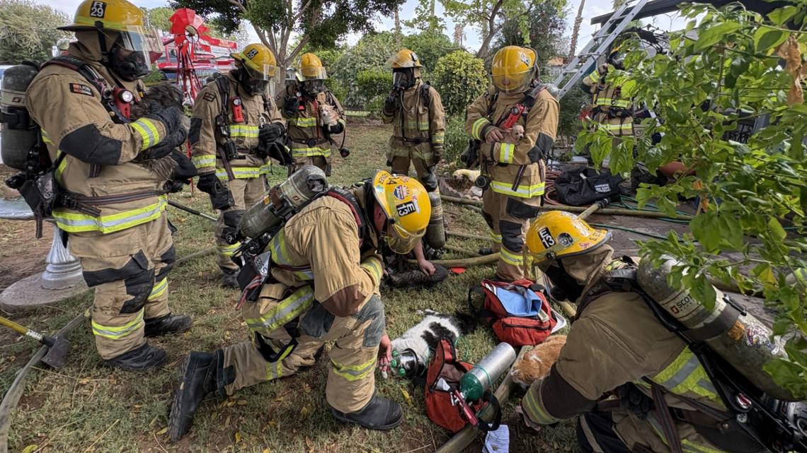 3 dogs, 3 cats rescued from Phoenix house fire with Fido bags | 12news.com