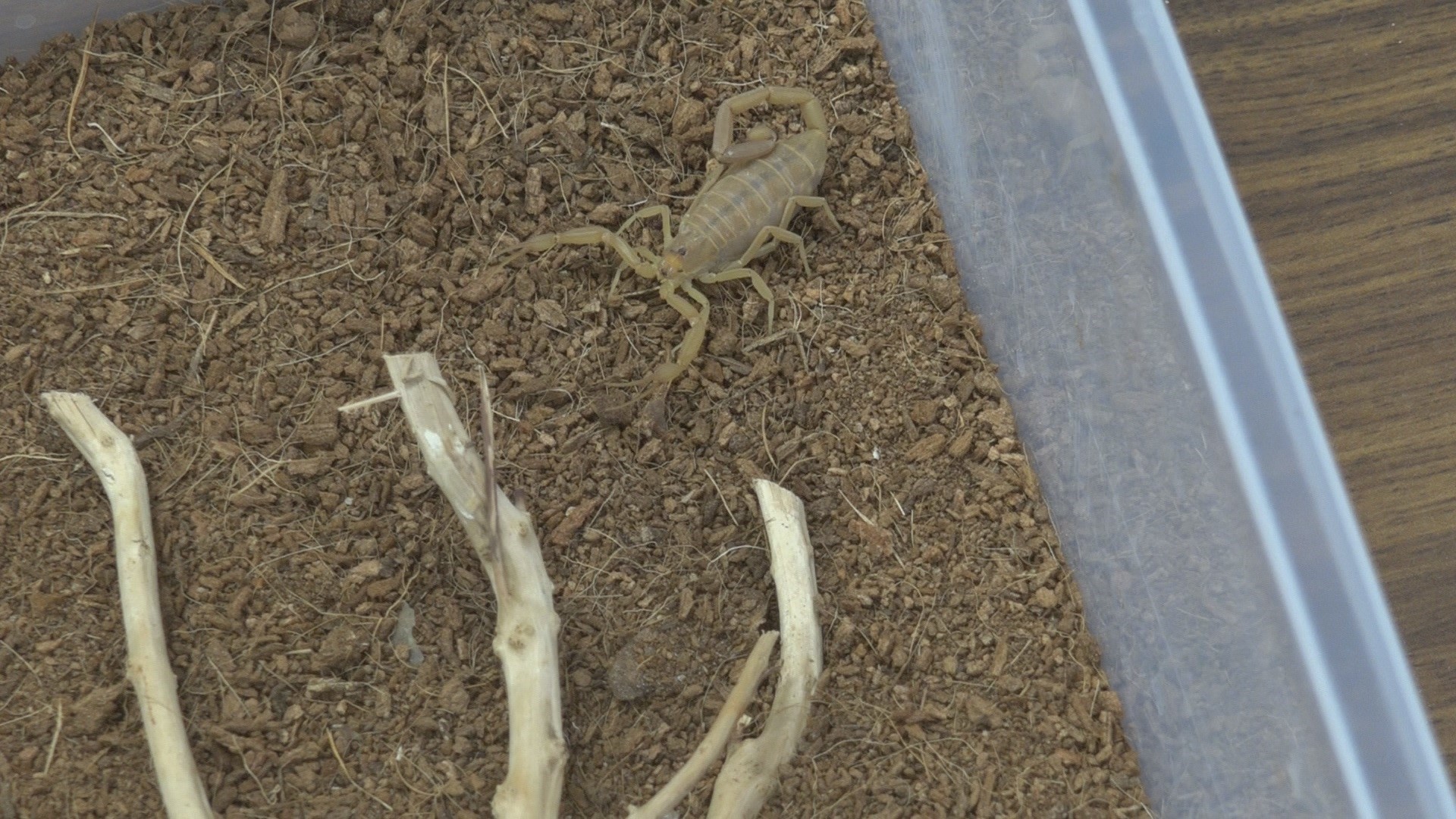 Arizona among the top states with most venomous animals | 12news.com