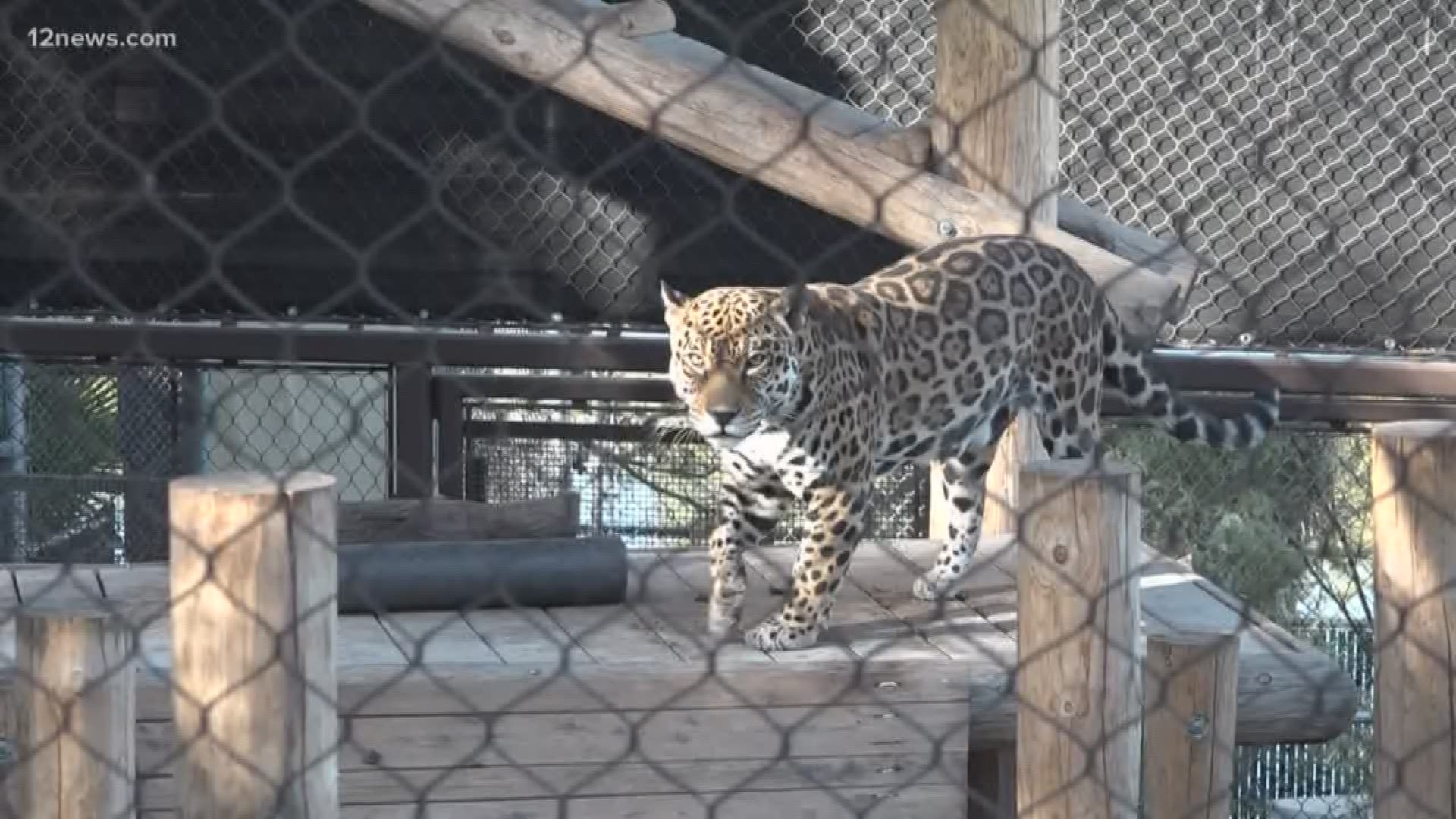 Caipora is a 12-year-old female jaguar who has been attracting crowds at the zoo for years, but a recent dental exam delivered scary news.