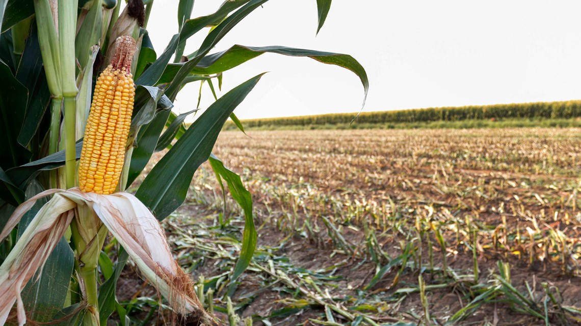 If Yuma farms go away, so does the US's winter veggie production