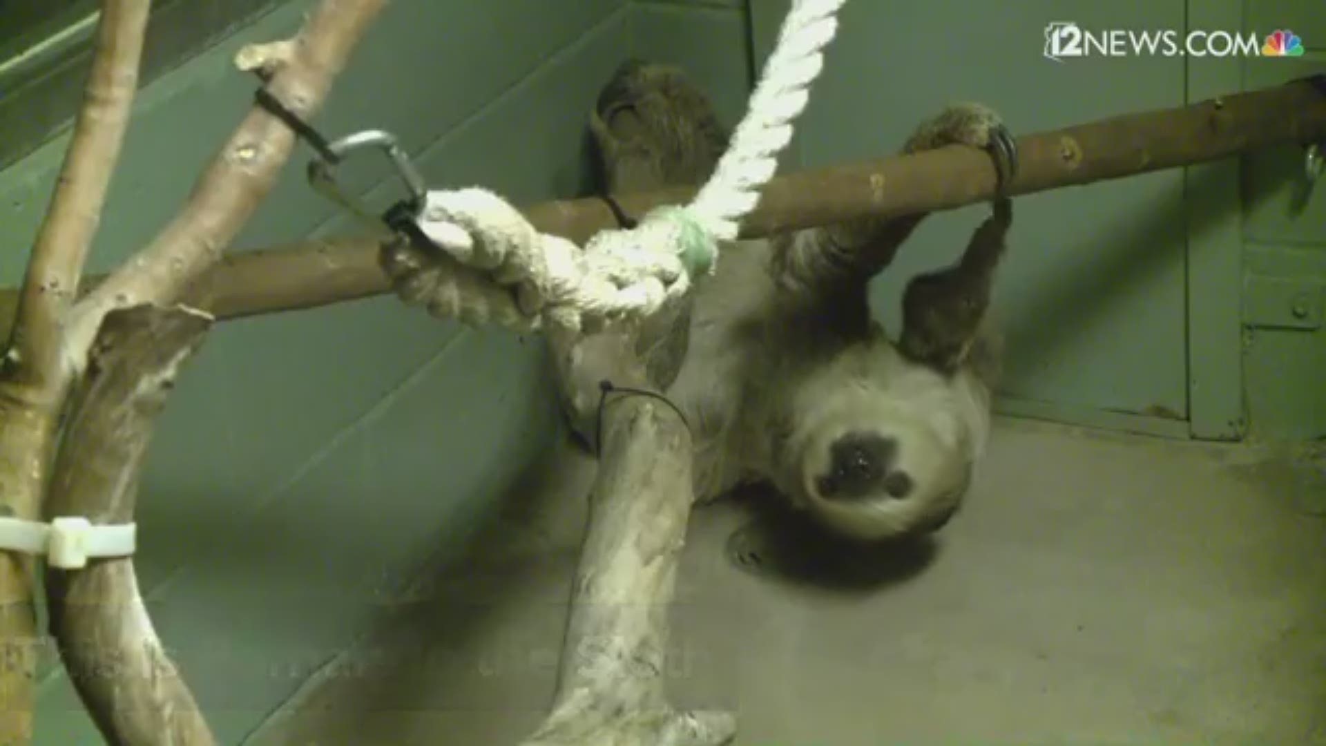 Days before the Super Bowl, Fernando the Sloth at the Phoenix Zoo showed off his ability to pick the winner.