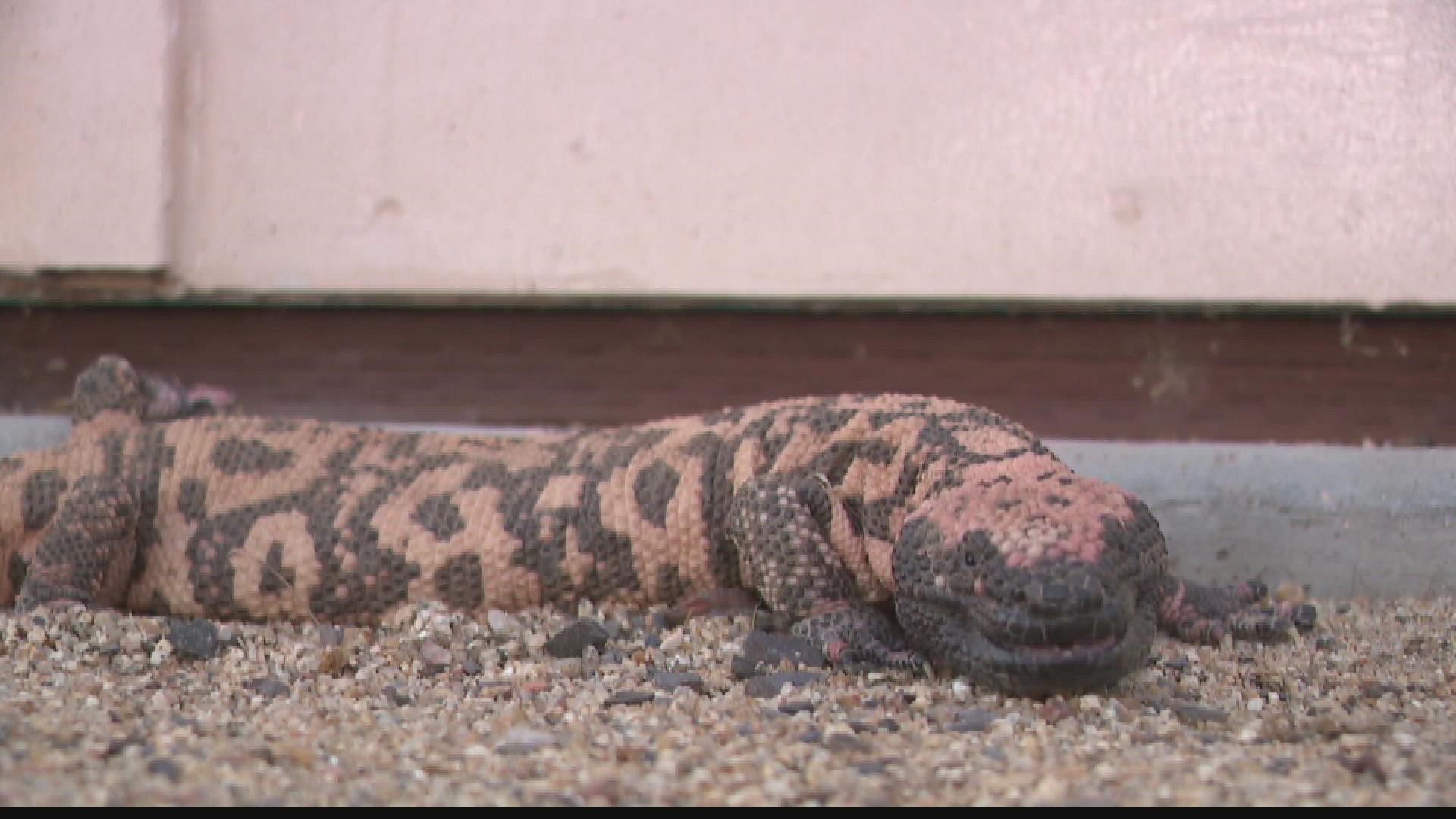A shy Gila monster was recently found hiding inside a new home in Mesa. Rattlesnake Solutions safely retrieved the venomous lizard and relocated it.