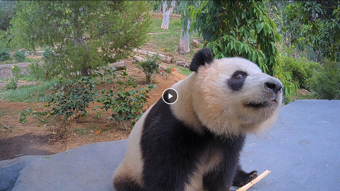 San Diego Zoo launches new 24/7 'Panda Camera' | 12news.com
