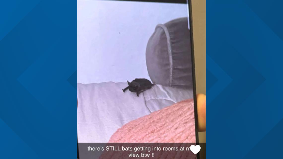 More bats found in Arizona college dorm, students relocated | 12news.com