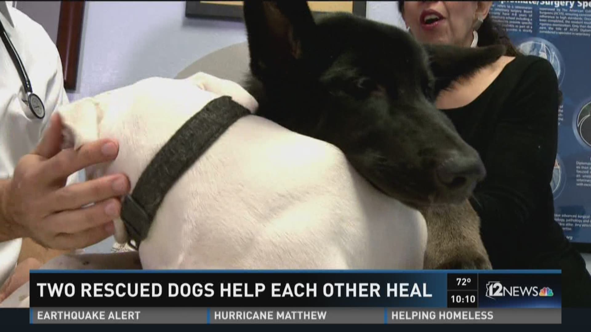 Dog hit by car, meets best friend at shelter