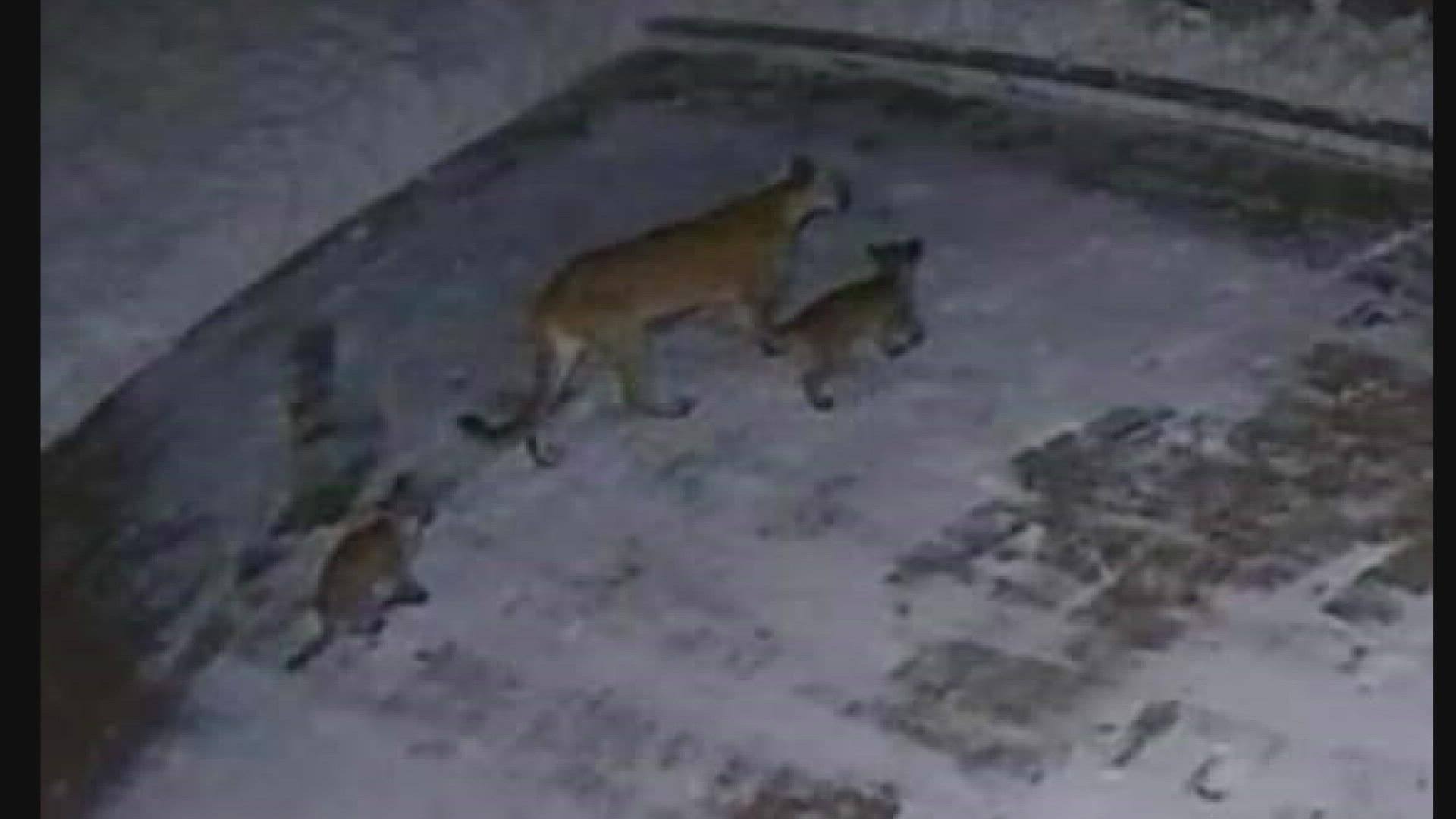 A mountain lion and its two cubs have been seen prowling the streets of Munds Park in northern Arizona. Residents say pets have been killed with no solution.