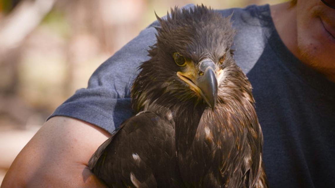 Bald eagle finds new home in Arizona after fish hook was surgically removed from bird's throat