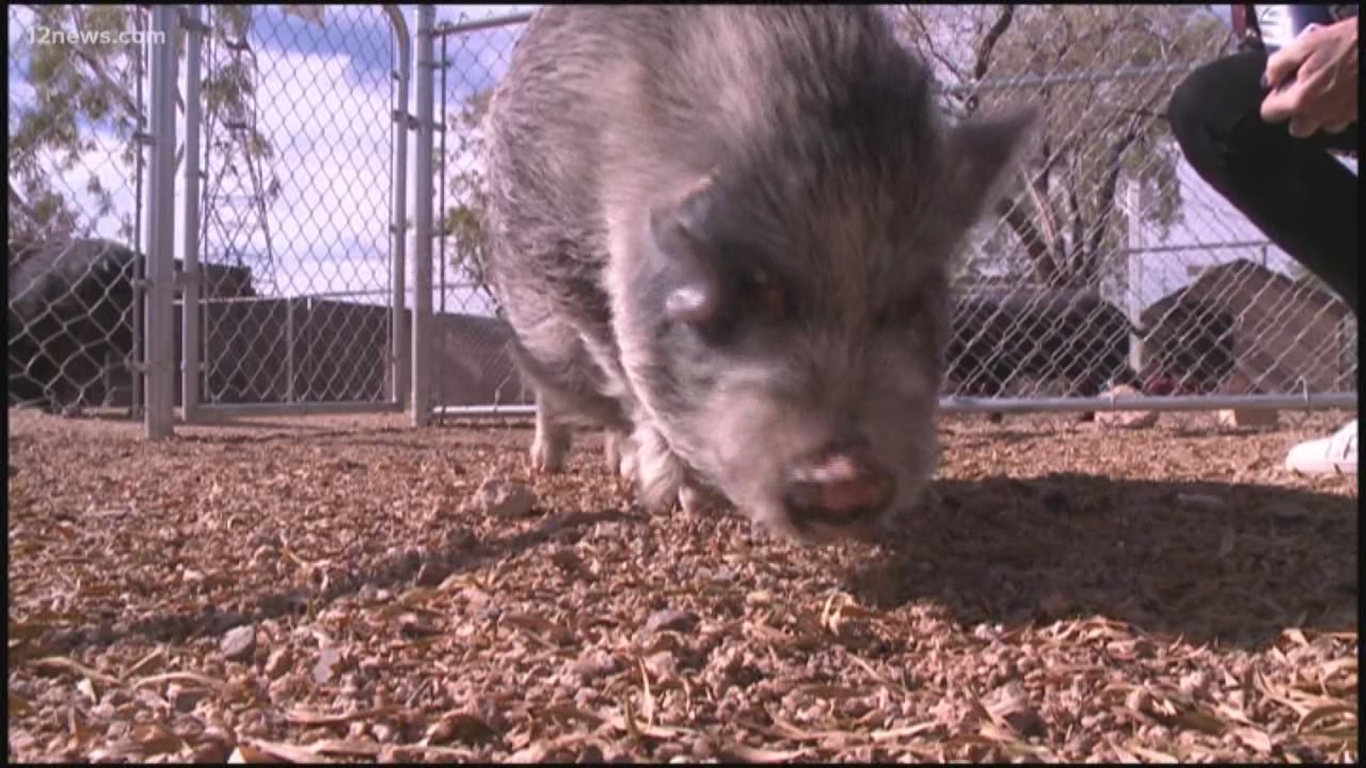 A potbelly pig was seen wandering around Downtown Phoenix before wandering into Lola Coffee Bar. A pig rescue in Carefree took the pig in before it was returned to it's owner.
