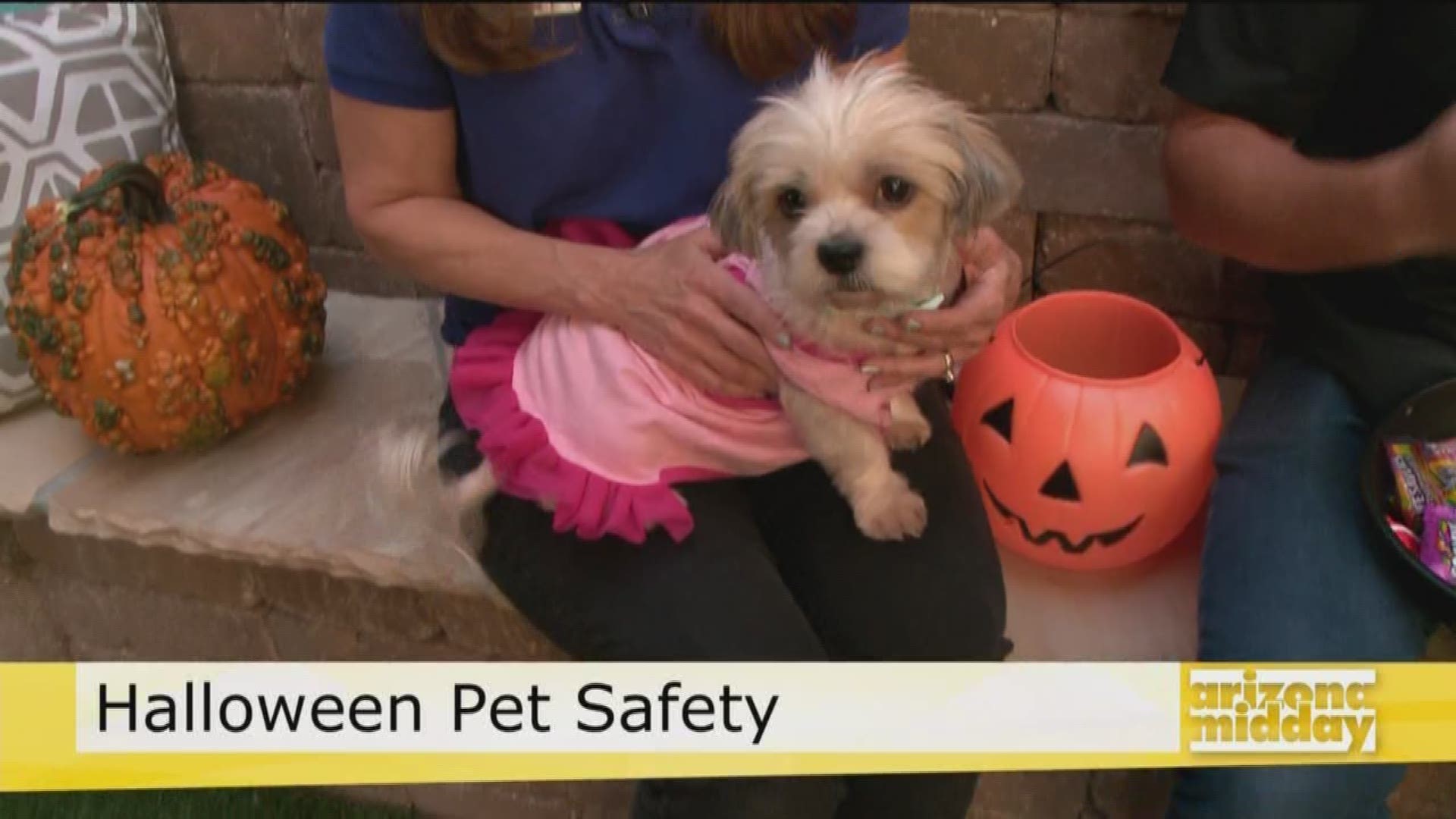 Pet experts Janine and Travis give us top tips on how to keep your furry friend safe during Halloween festivities