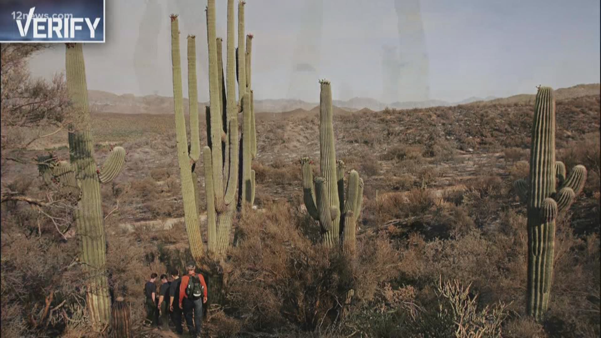 The saguaro is protected by state law, you can't even move one without permission from the Arizona Department of Agriculture. So, we verify if you're breaking the law by decorating one on your own property.