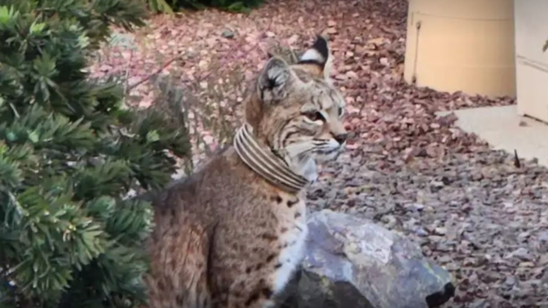 Neighbors in North Buckeye have grown increasingly concerned about a bobcat living with what appears to be a hose around its neck for three months.