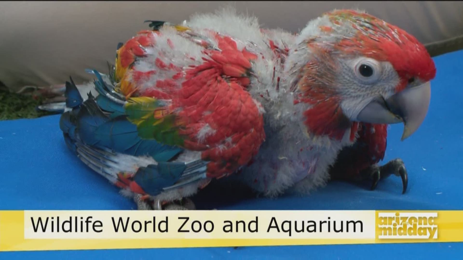 Meet an adorable baby macaw and get the scoop on the Wildlife World Zoo & Aquarium with Kristy Morcom.