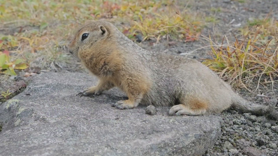 Arizona woman battles gopher infestation in her yard | 12news.com