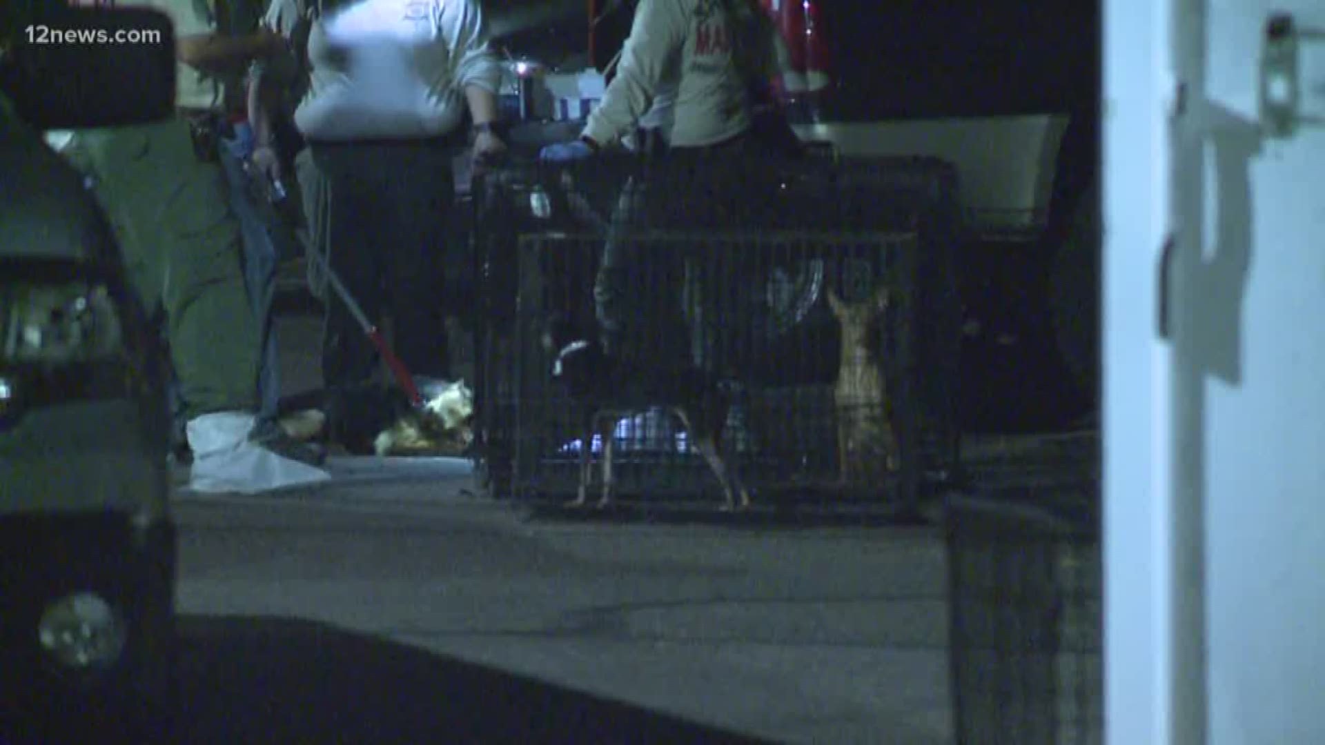 Dozens of dogs had to be rescued from an animal shelter in Mesa. Many found are malnourished, one died early this morning.
