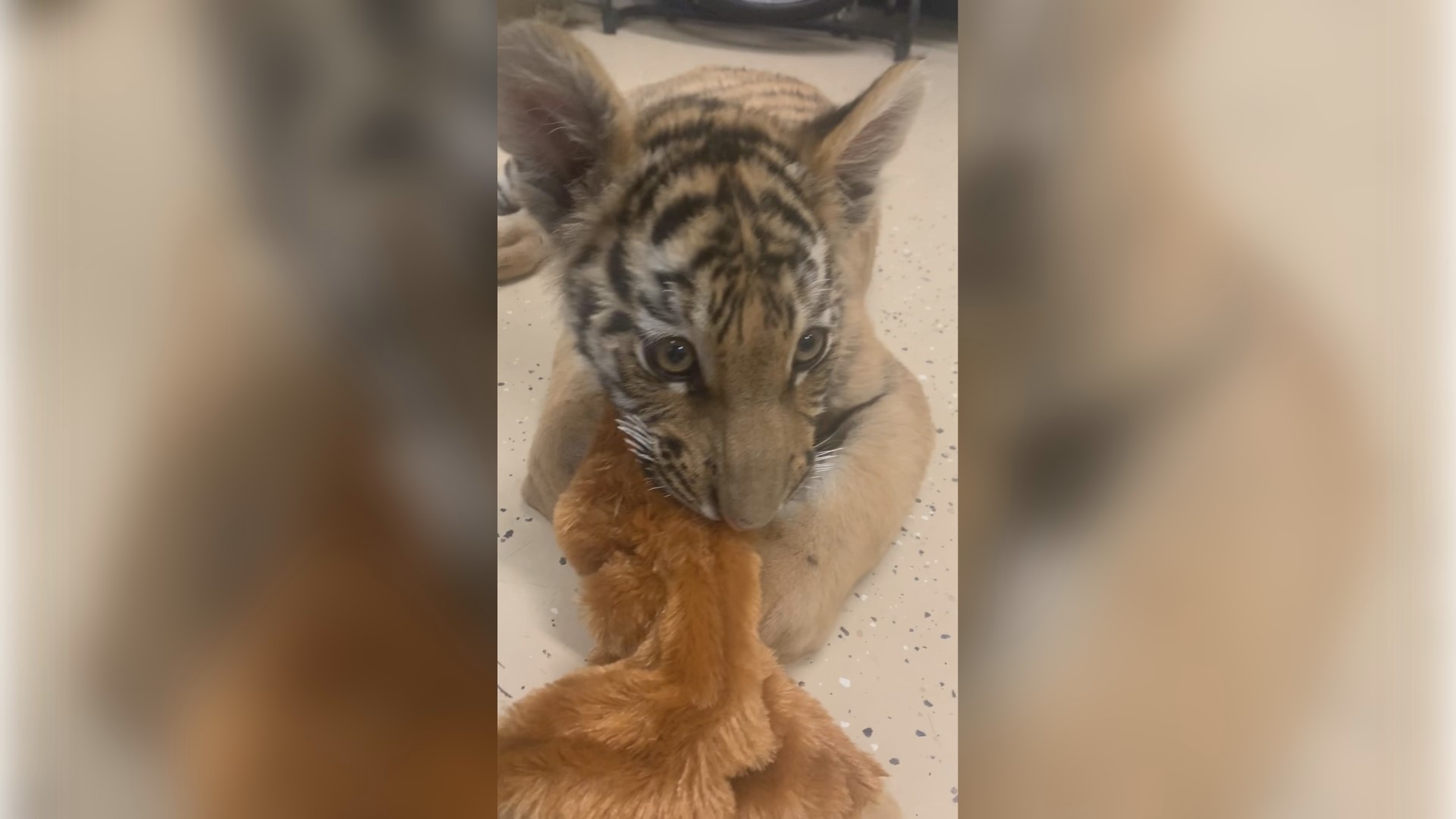 Pejabat Pusat Konservasi Satwa Liar Barat Daya mengatakan anak harimau itu sekarang tinggal di kandang khusus di Scottsdale, tempat dia mendapatkan perawatan yang dibutuhkannya.
