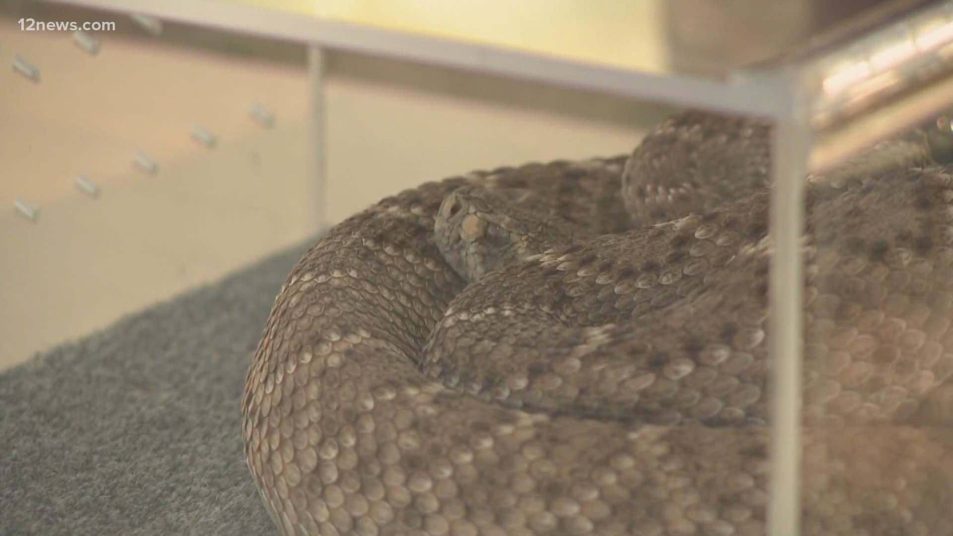 Rattlesnakes are coming out of hibernation and heading for your hiking trail, golf course or even your home. Team 12's Matt Yurus has the latest.