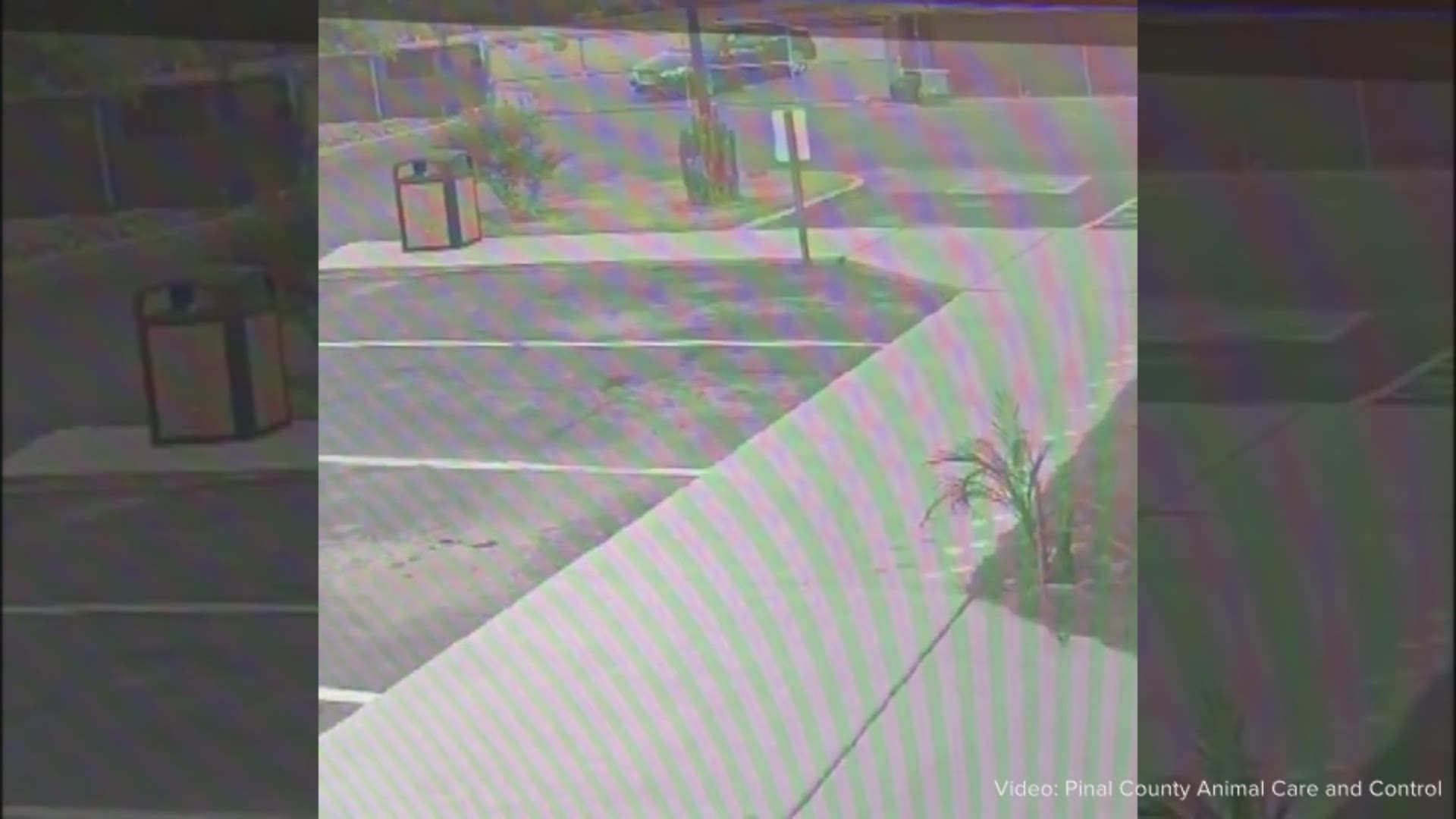 Pinal County Animal Care and Control released security footage of two people tossing two dogs over their fence while the shelter was closed.