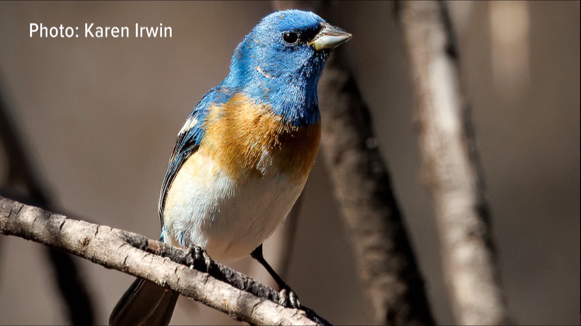 Arizona bird lovers can track migration with Motus system | 12news.com