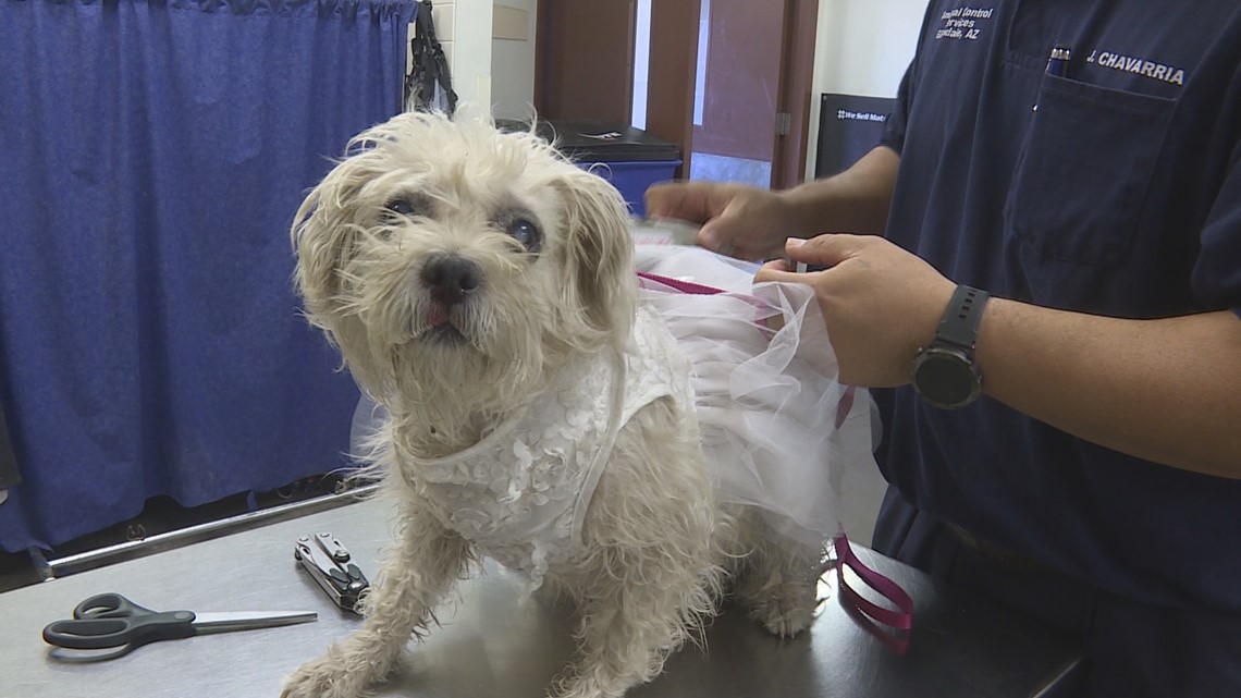 Lost pets expected in Valley shelters following New Year’s Eve