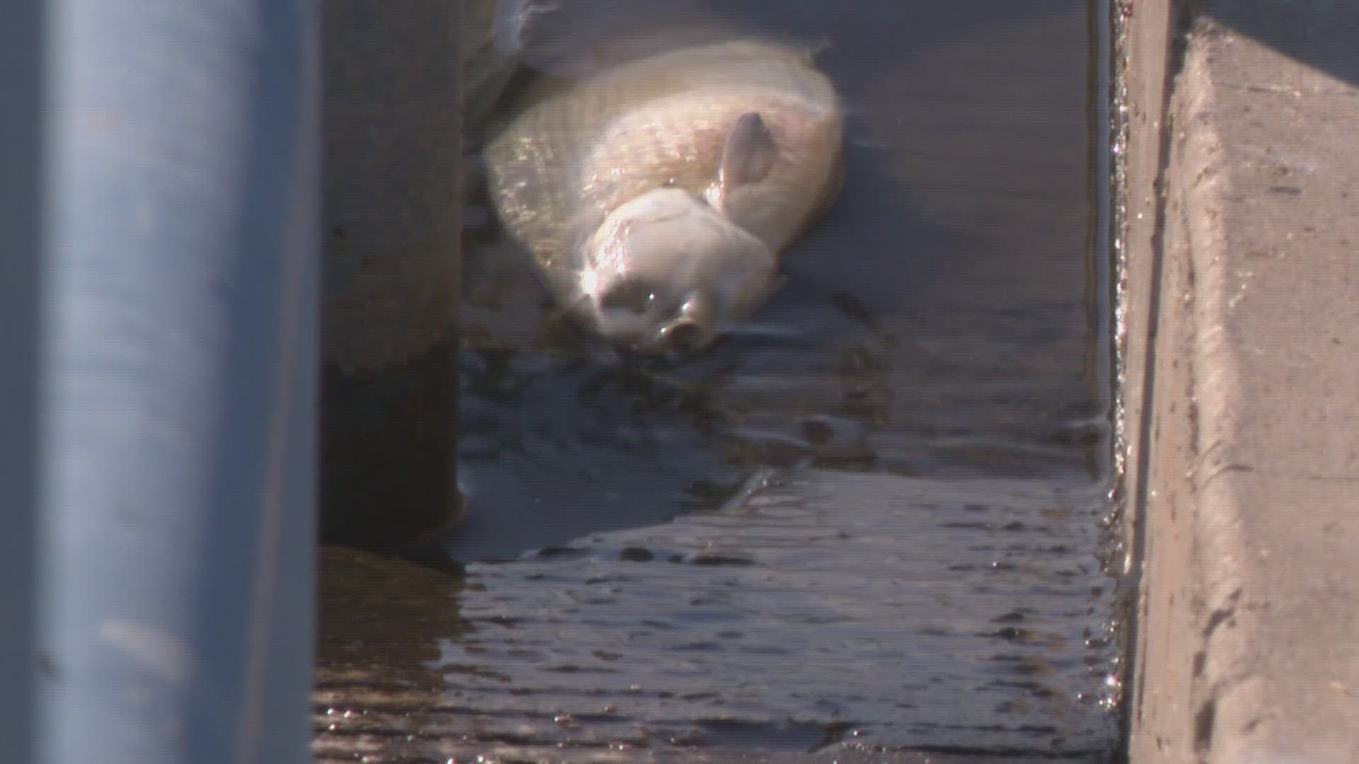 Tempe Town Lake is reopened following an algae bloom, which can affect fish, city officials say.