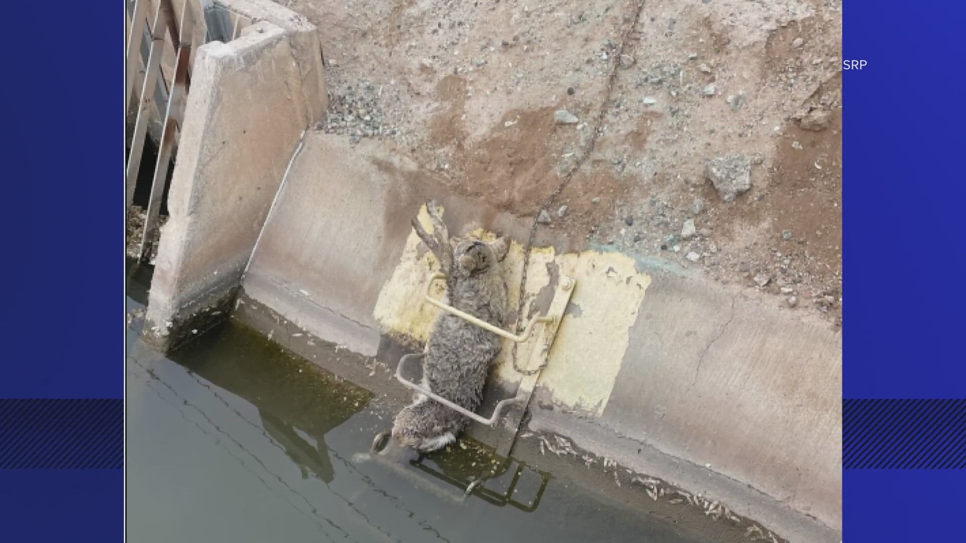 The small coyote got wedged in between the rungs of a ladder as the animal attempted to escape from a canal in south Phoenix.