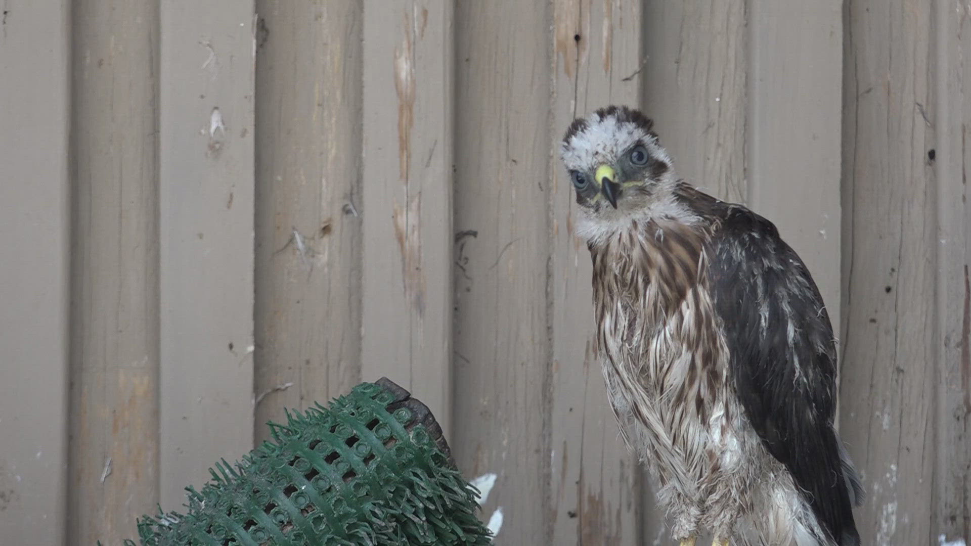 The extreme heat in Arizona is causing problems for wildlife including several Cooper's Hawks. Officials explain what to do if you find a distressed animal.