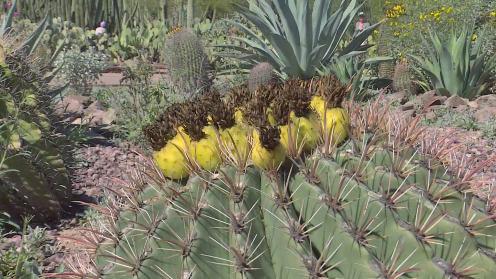 Tiffany Yand, of the City of Chandler Water Conservation Team, explains that many desert plants experience heat stress more now than ever before.