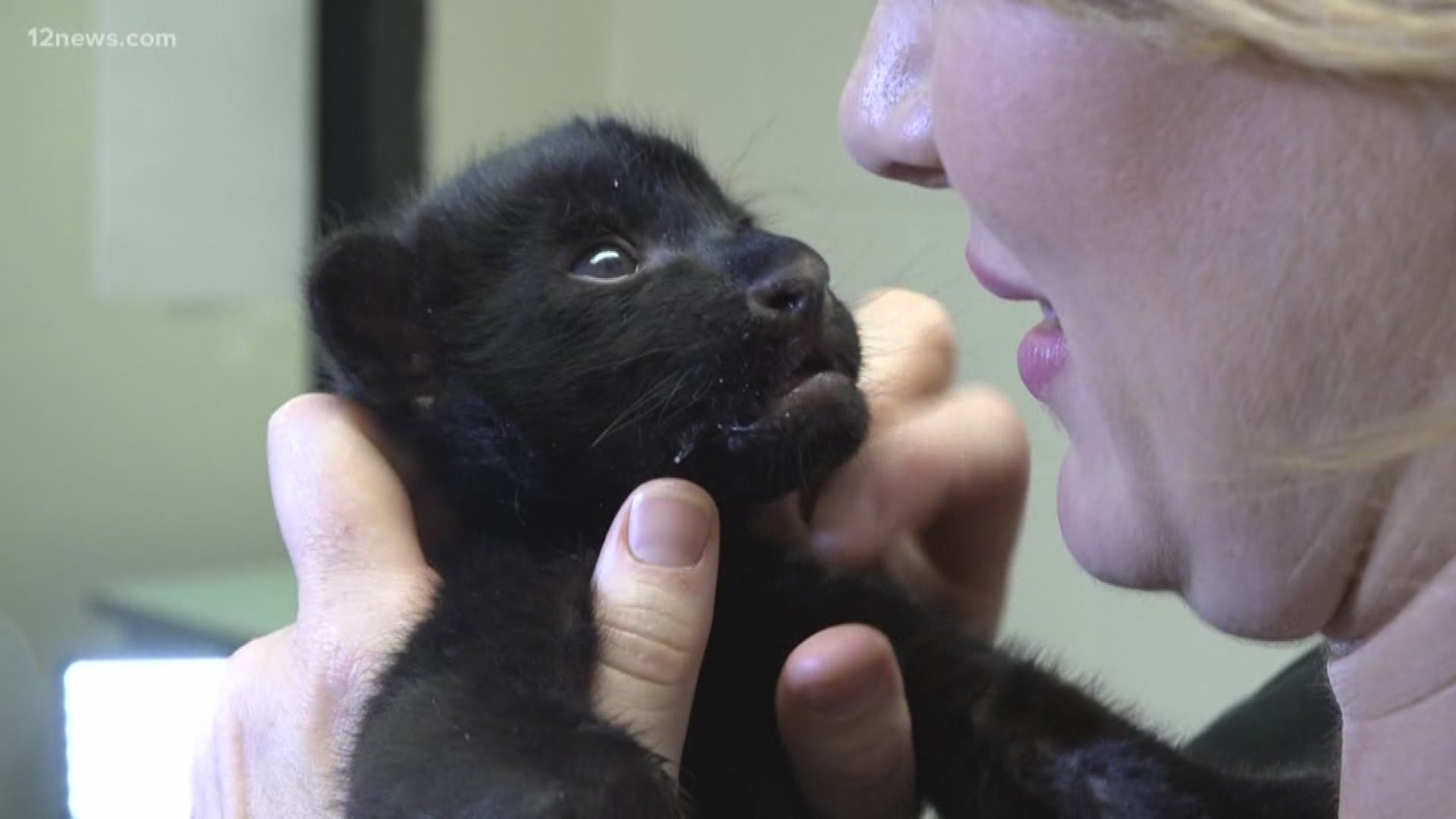 The zoo said Sara's cub is "receiving around-the-clock care" and enjoys bottles "several times a day."