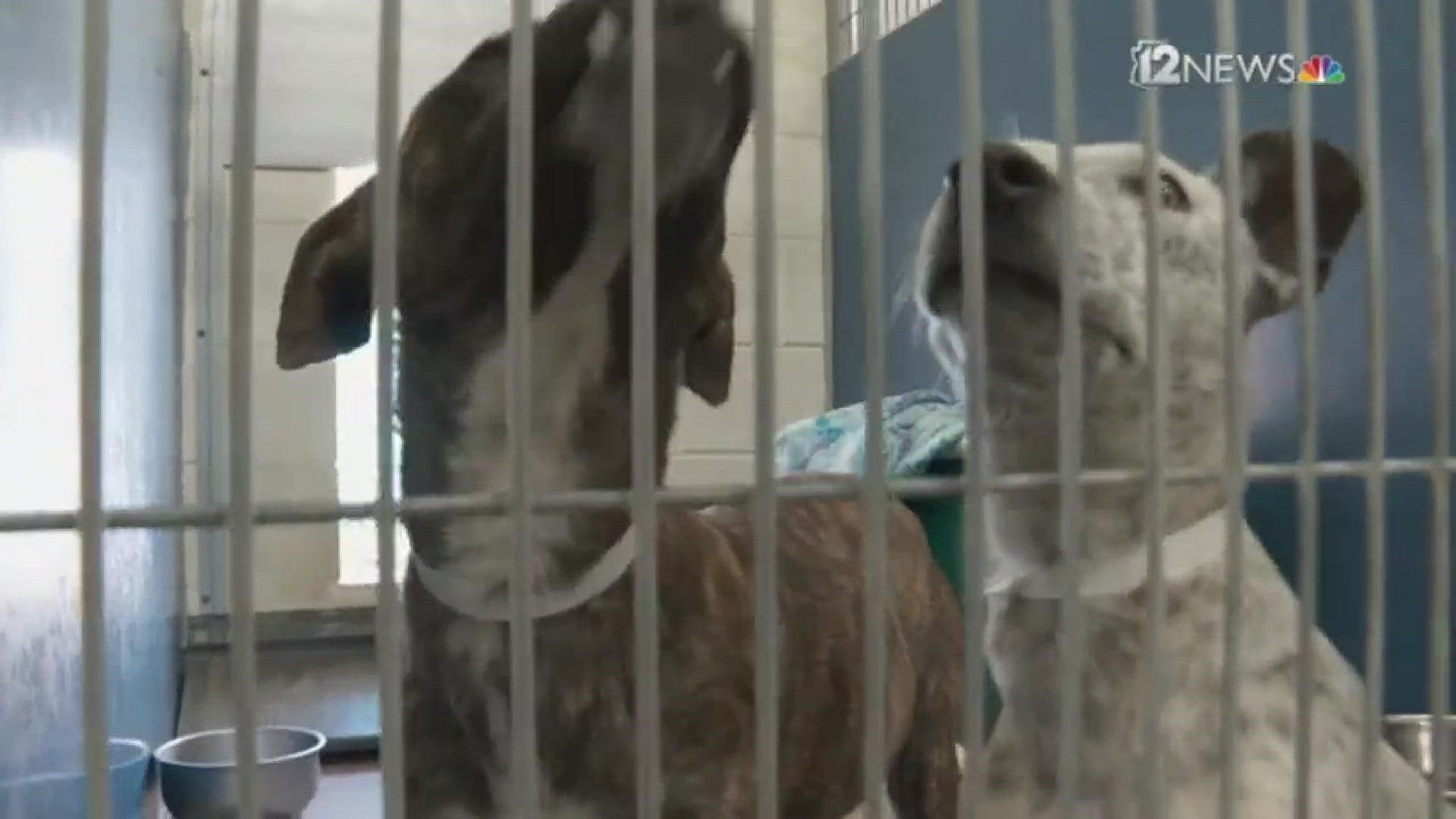Two dogs will be up for adoption Friday after they were rescued from a tight spot.