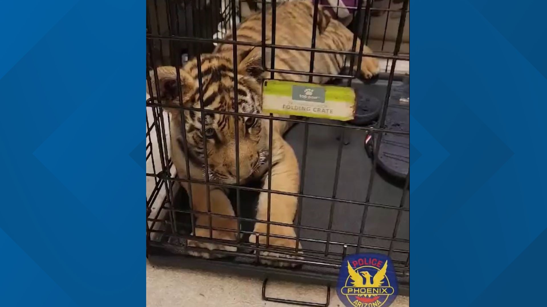 The 25-year-old suspect was booked into the Maricopa County jail and the tiger was turned over to U.S. Fish and Wildlife Service.
