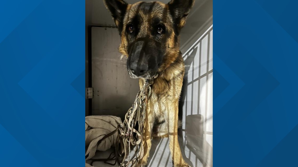 German Shepherd Dumped, Found Tied To Fence In Deptford, NJ