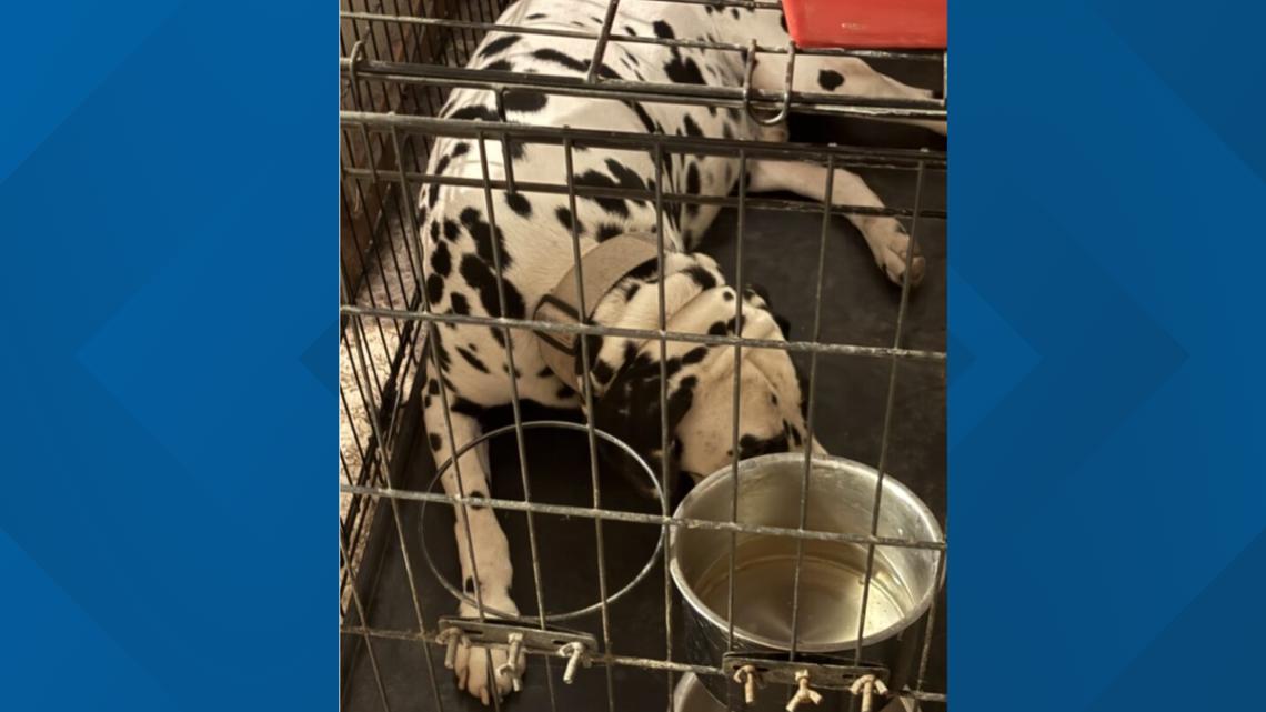Nearly two dozen puppies and dogs rescued from Glendale home, breeder and associates under investigation