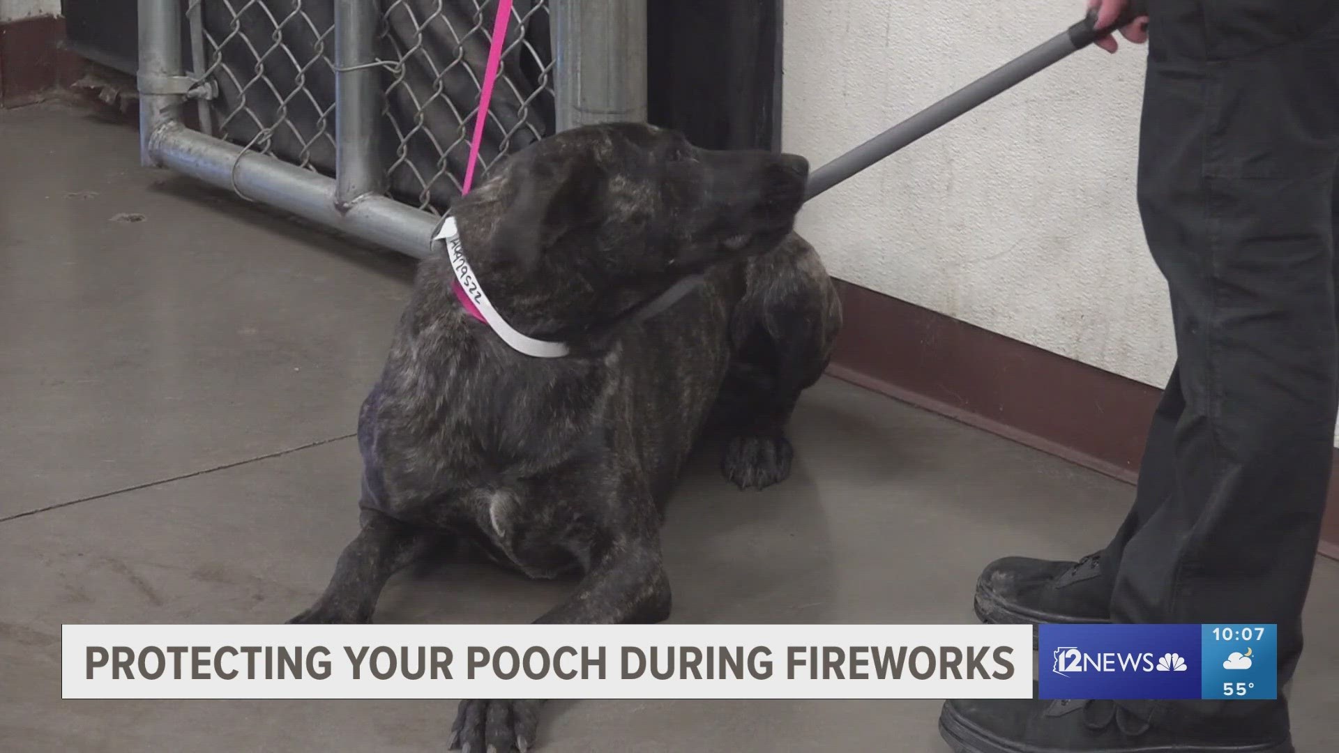 For many pets, fireworks can be frightening and cause them to run away. But MCACC is prepared with a map that will allow people to find their furry friends.