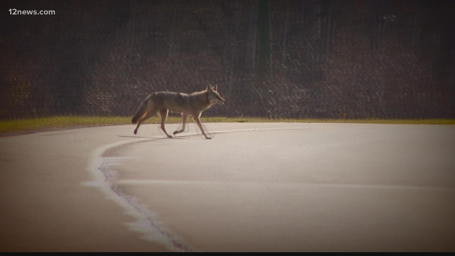 Police in Prescott are warning people who line in one neighborhood to keep their eyes out for coyotes. This comes after two women reported being bitten by coyotes.