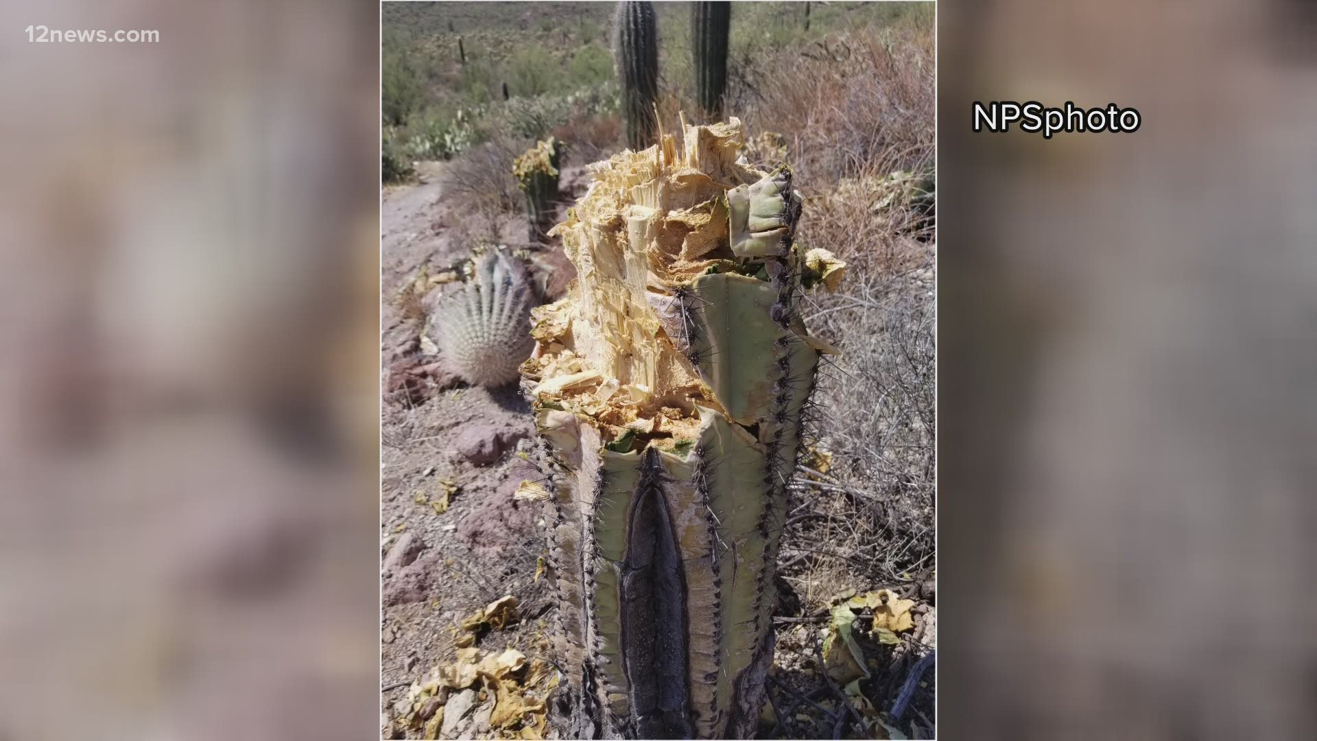 The saguaro cactus is synonymous with Arizona, but some vandals in Tucson cut down at least eight leaving rangers devastated.