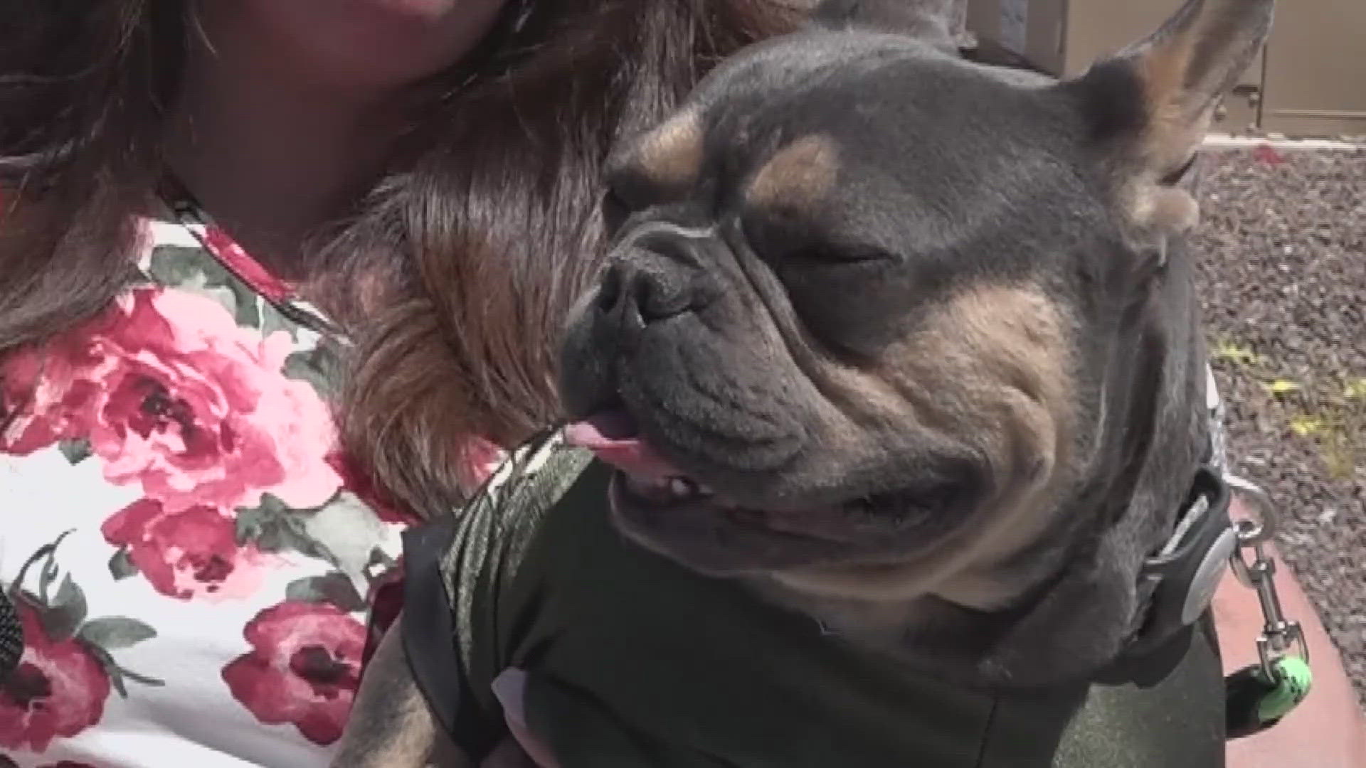 Family reunites with French bulldog in Goodyear