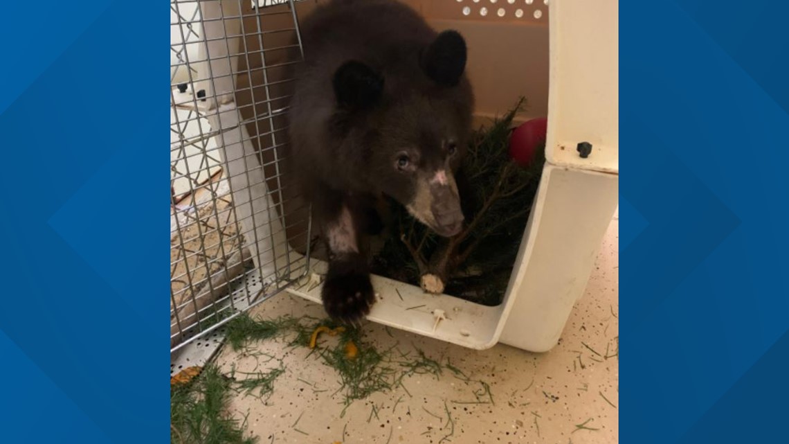Bayi beruang pulih di Southwest Wildlife Conservation Ctr.