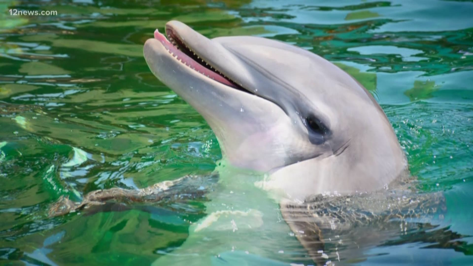 According to a release from the company, the 10-year-old female bottlenose dolphin, named Alia, died early Tuesday morning.
