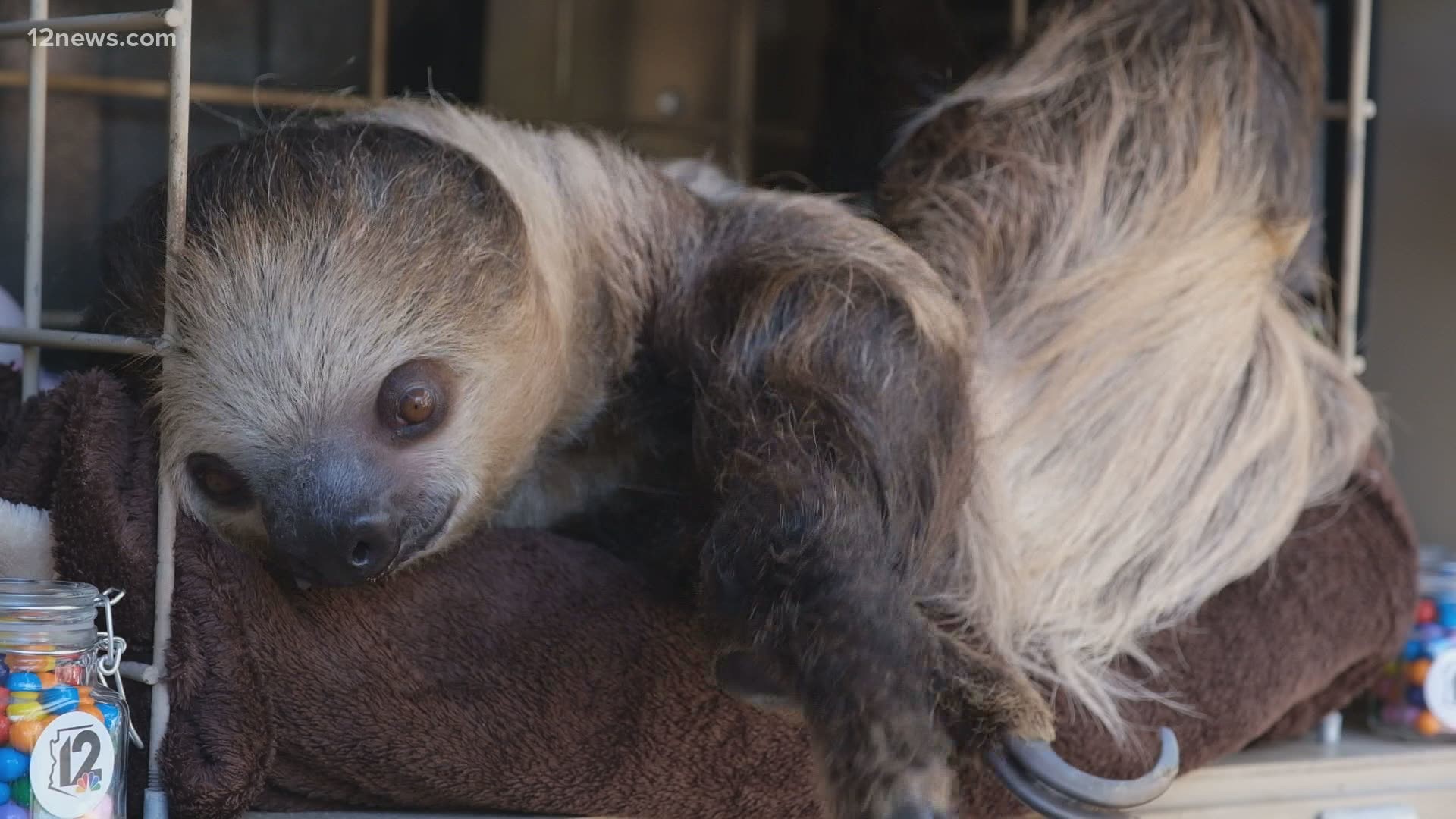 Phoenix Zoo offering personalized messages from sloth for Valentine's Day |  