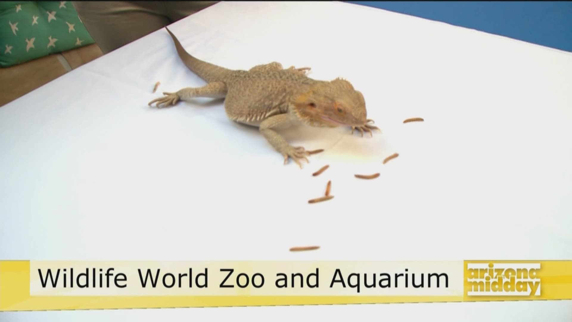 Kristy Morcom with the Wildlife World Zoo introduces us to a bearded dragon and tells us about what's happening at the zoo.